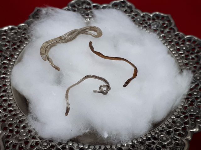 (5264) งูปากเป็ด หรือ สำเภาเงินสำเภาทอง  รูปที่ 2