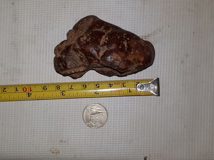 ตับเหล็ก หรือ ตับทองแดง ขนาดใหญ่ สีดำอมน้ำตาลอมแดง รูปทรงสมบูรณ์ สวยงาม แห้ง เหี่ยวย่น ผิวเดิมๆ มีน้ำหนัก ของแท้ต้องมีความเป็นธรรมชาติของตับ รูปที่ 13