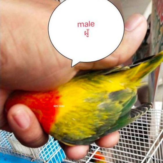 ขายลูกป้อนนกเลิฟเบิร์ด..ให้ช่วงปิดเทอมใหญ่..เดือนเมษายน..ราคานี้ไว้ขายเด็กๆ.อายุ 6-7 ขวบ..(ย้ำขายให้ช่วงปิดเทอม)..ให้เด็กติดต่อมาเอง. รูปที่ 5