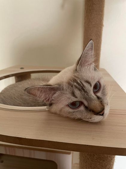 Mongkol Cat Hotel รับฝากเลี้ยง โรงแรมแมวพัฒนาการ  ทองหล่อ เอกมัย พระราม 9 ประเวศ อ่อนนุช อุดมสุข เฉลิมพระเกียรติ กรุงเทพกรีฑา กรุงเทพ รูปที่ 3