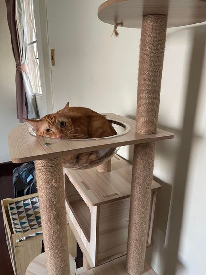 Mongkol Cat Hotel รับฝากเลี้ยง โรงแรมแมวพัฒนาการ  ทองหล่อ เอกมัย พระราม 9 ประเวศ อ่อนนุช อุดมสุข เฉลิมพระเกียรติ กรุงเทพกรีฑา กรุงเทพ รูปที่ 8