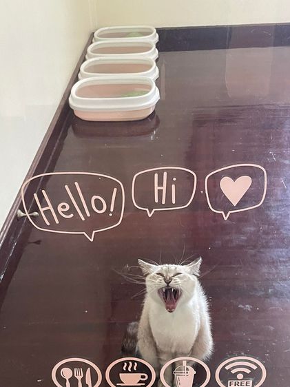 Mongkol Cat Hotel รับฝากเลี้ยง โรงแรมแมวพัฒนาการ  ทองหล่อ เอกมัย พระราม 9 ประเวศ อ่อนนุช อุดมสุข เฉลิมพระเกียรติ กรุงเทพกรีฑา กรุงเทพ รูปที่ 2