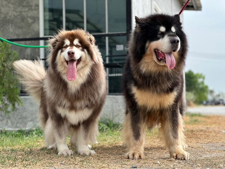 ลูกสุนัขอลาสกันไจแอนท์ เกรดนำเข้า พร้อมใบ รูปที่ 8