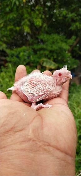 ขายลูกป้อนนกค๊อกคาเทล.สีขาวตาเเดงอัลปิโน่..สนใจโทร 0929135188 รูปที่ 2