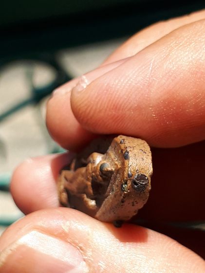 พระพุทธ 25 ศตวรรษ เนื้อดินแร่ ปี 2500 ผิวสองสี หน้าตาติดชัด พระสวยงาม คมชัด สภาพสวยเก่า เดิมๆ ไม่แข็งกระด้าง ผิวเดิมๆ เก่าตามธรรมชาติ เป็นพร รูปที่ 8