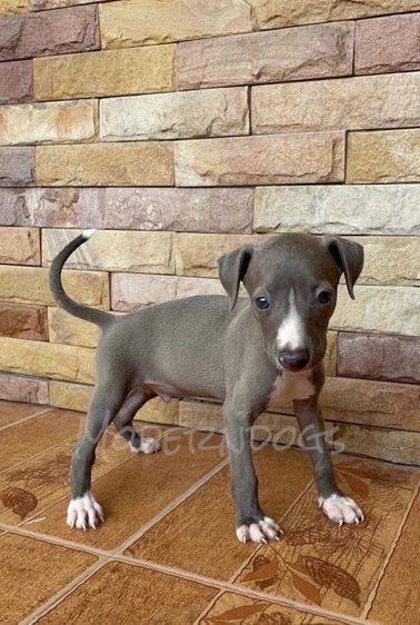 Italian greyhound อิตาเลี่ยน เกรย์ฮาวน์ ขนาดเล็กขนสั้นนิสัยดิ เป้นมิตร เปิดจองแล้ว รูปที่ 4