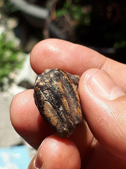 พระปิดตา 2 หน้า เนื้อผง ลงรัก ผิวแห้ง เหี่ยว แตกลาน ผิวพรรณเดิมๆ ขนาดกลาง เก่า แท้ หายาก ไม่รู้ที่  รูปที่ 5