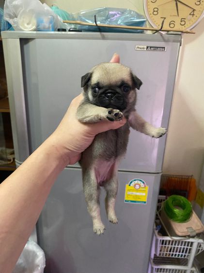 หมาปั๊ก รูปที่ 11