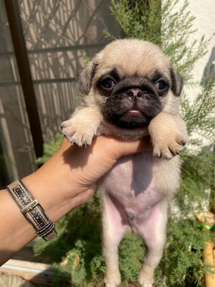 หมาปั๊ก รูปที่ 3