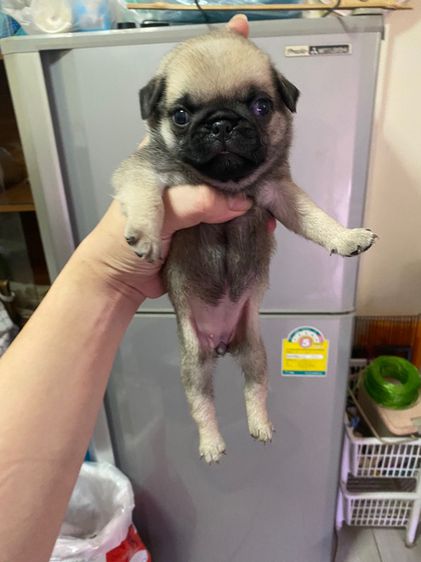 หมาปั๊ก รูปที่ 8