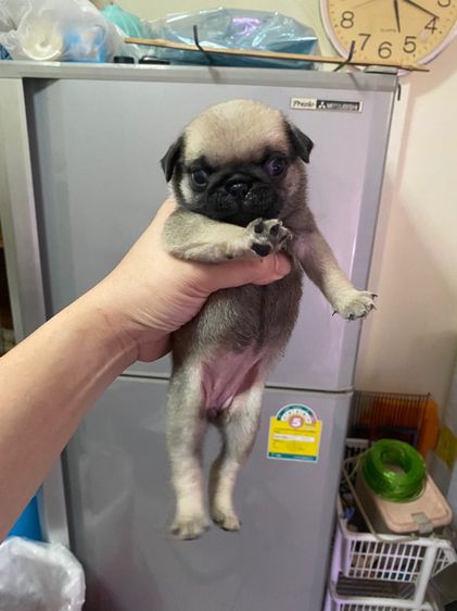 หมาปั๊ก รูปที่ 14