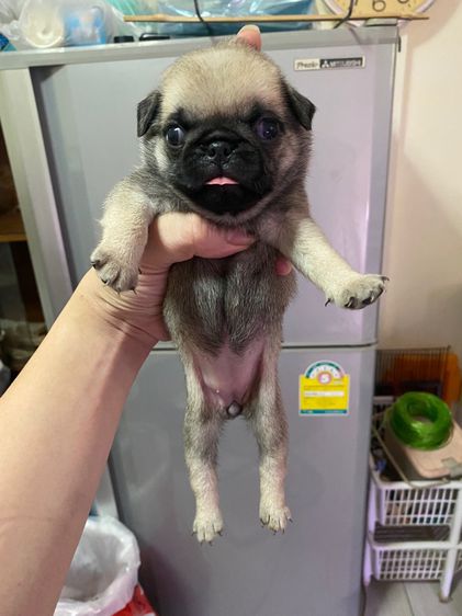 หมาปั๊ก รูปที่ 6