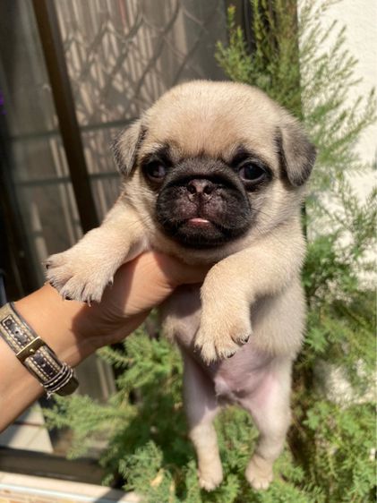 หมาปั๊ก รูปที่ 4