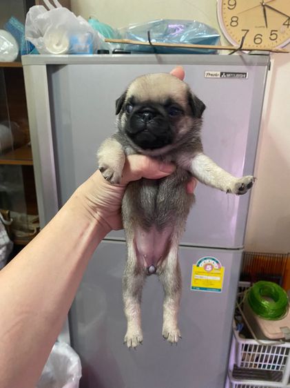 หมาปั๊ก รูปที่ 9