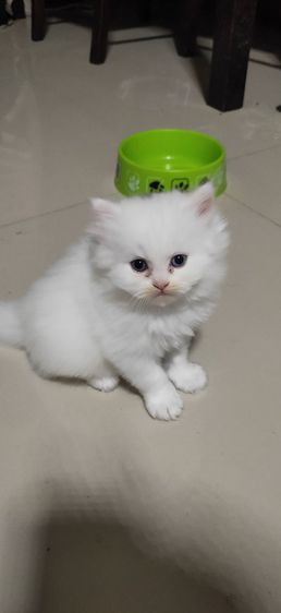 น้องแมวเปอร์เซียสีขาว รูปที่ 14