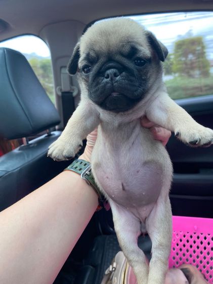 ปั๊กpug รูปที่ 4