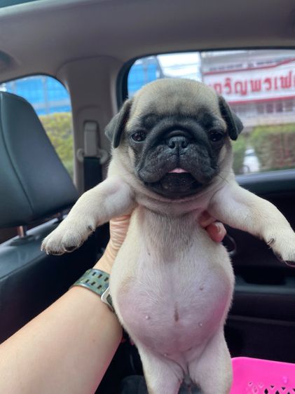 ปั๊กpug รูปที่ 9