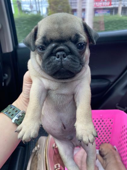 ปั๊กpug รูปที่ 6