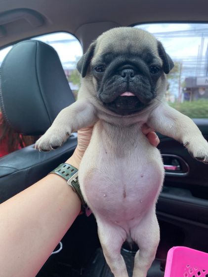 ปั๊กpug รูปที่ 7