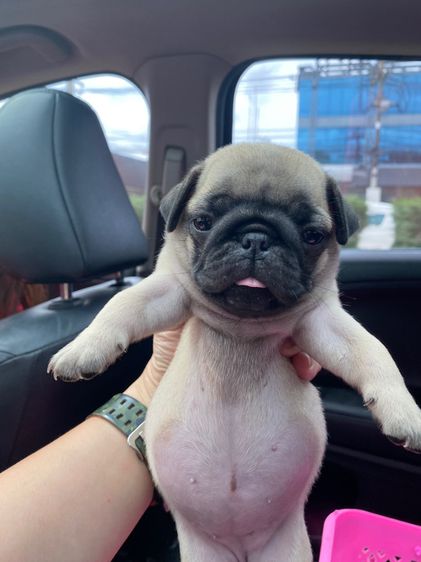 ปั๊กpug รูปที่ 8