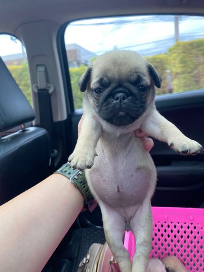 ปั๊กpug รูปที่ 3