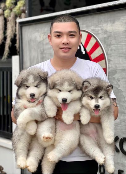 ไซบีเรียนวู้ดลี่โค้ท เกรดพรีเมียม พร้อมใบ รูปที่ 17