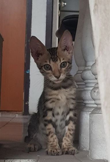ซื้อ ขาย แมว เบงกอล (Bengal House Cat) ออนไลน์ ราคาถูก | Kaidee
