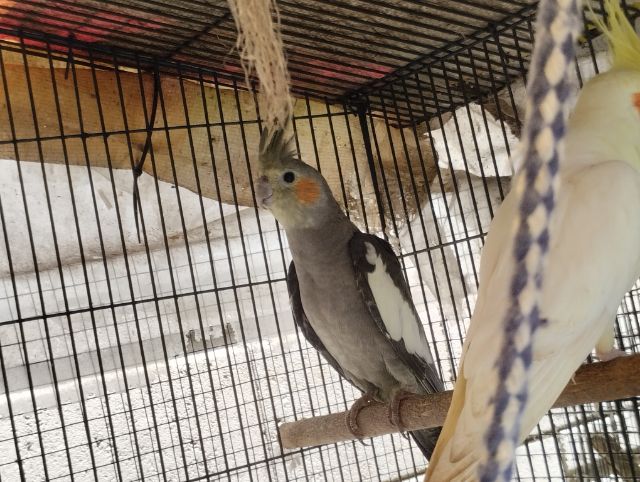 ค๊อกคาเทล รูปที่ 2