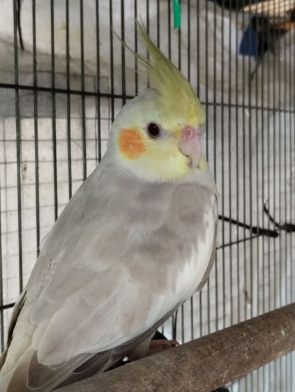 ค๊อกคาเทล รูปที่ 3