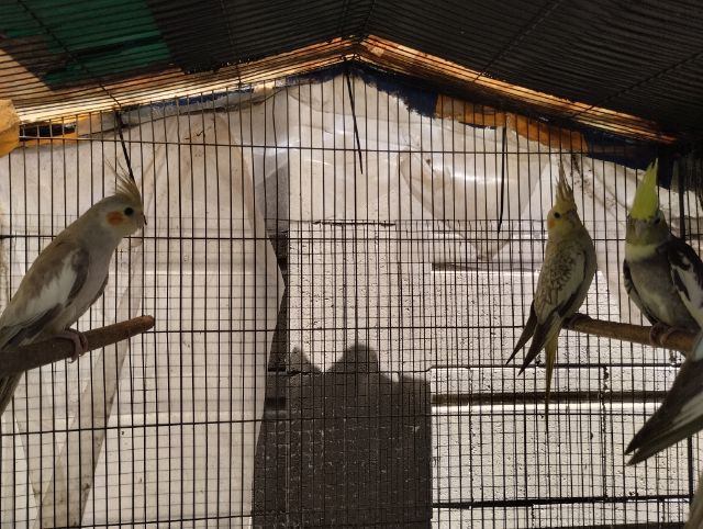 ค๊อกคาเทล รูปที่ 4