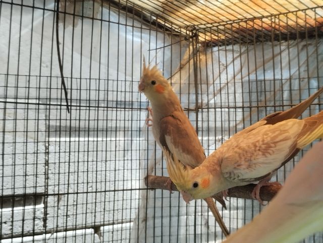 ค๊อกคาเทล รูปที่ 5