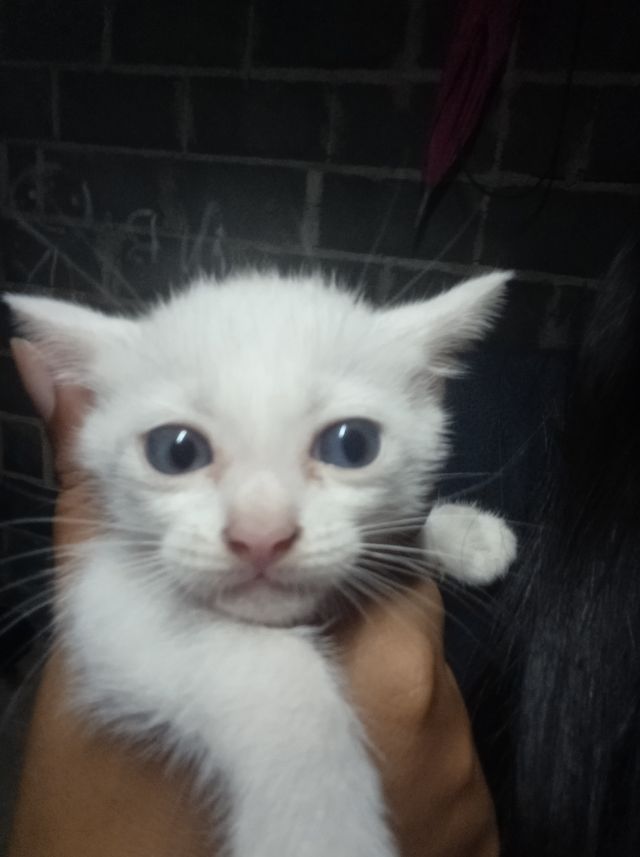 จองลูกแมวขาวมณีเพิ่งเกิดได้ค่ะ พ่อเป็นขาวมณีตา2สี แม่เป็นขาวมณีตา - Kaidee