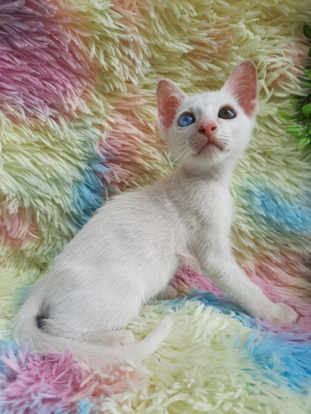 จองลูกแมวขาวมณีเพิ่งเกิดได้ค่ะ พ่อเป็นขาวมณีตา2สี แม่เป็นขาวมณีตา - Kaidee