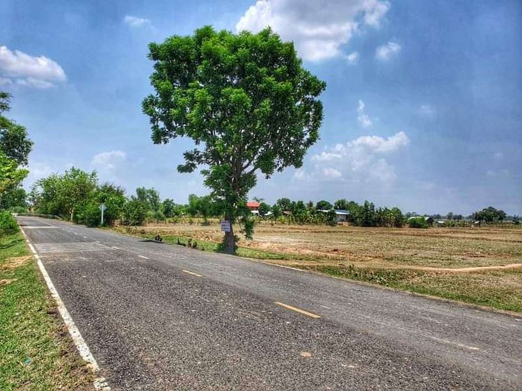 ขายที่ดิน 12 ไร่ นางรอง บุรีรัมย์ รูปที่ 3