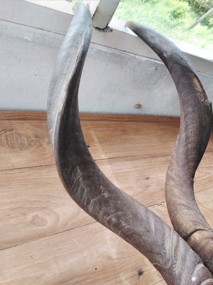 🏛.ใครไม่ดู คูดู รูปที่ 14