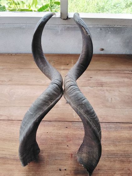 🏛.ใครไม่ดู คูดู รูปที่ 4