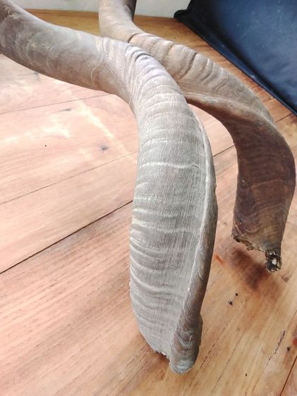 🏛.ใครไม่ดู คูดู รูปที่ 10