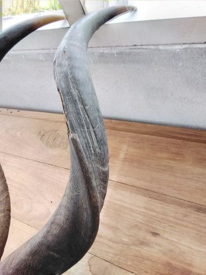 🏛.ใครไม่ดู คูดู รูปที่ 15