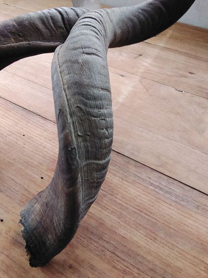 🏛.ใครไม่ดู คูดู รูปที่ 6