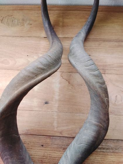 🏛.ใครไม่ดู คูดู รูปที่ 17