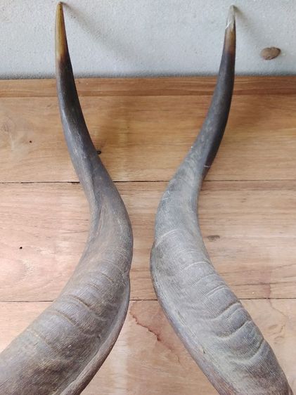 🏛.ใครไม่ดู คูดู รูปที่ 7