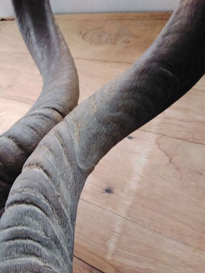 🏛.ใครไม่ดู คูดู รูปที่ 8