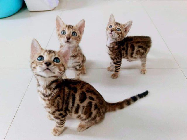 ซื้อ ขาย แมว เบงกอล (Bengal House Cat) ออนไลน์ ราคาถูก | Kaidee