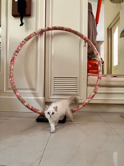 ฮูลาฮูป สำหรับผู้ใหญ่ ขนาด 130 ซม. รูปที่ 2