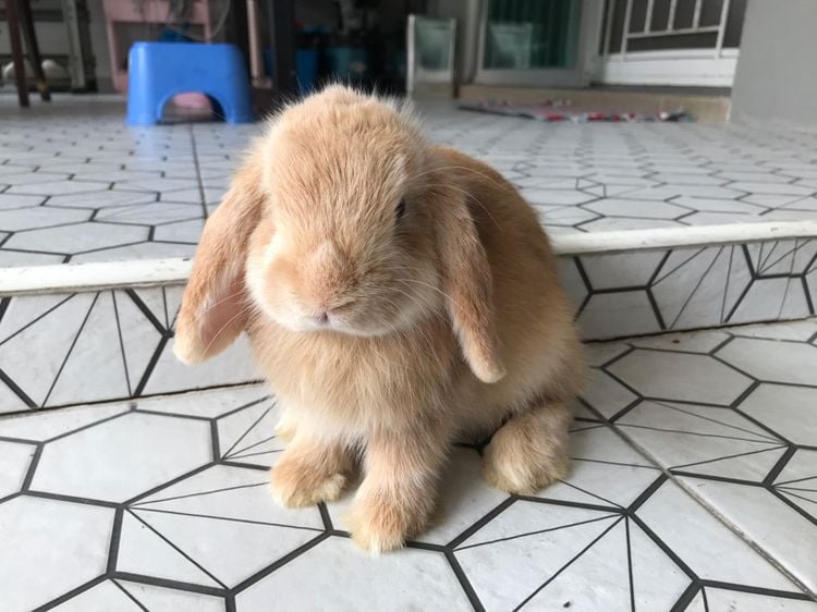 กระต่าย HL