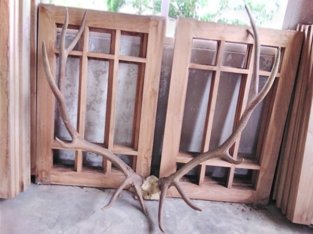 🏛🏛🏛.เอลก์ USA.ให้ติดต่อไลน์kaideeจะบล็อค. รูปที่ 14