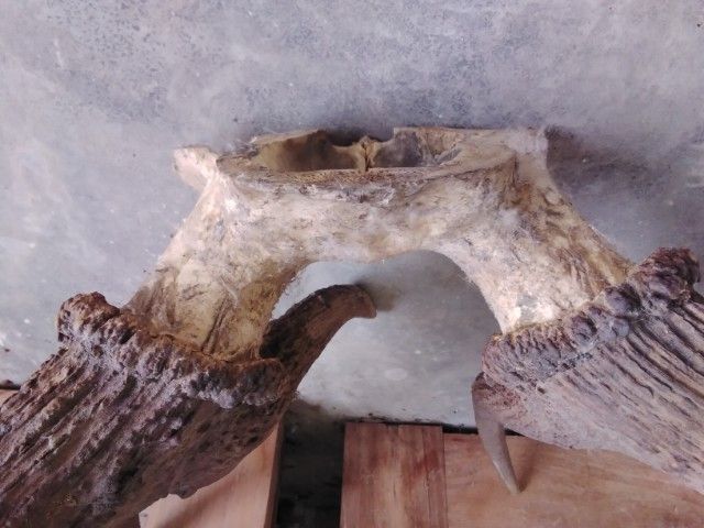 🏛🏛🏛.เอลก์ USA.ให้ติดต่อไลน์kaideeจะบล็อค. รูปที่ 6