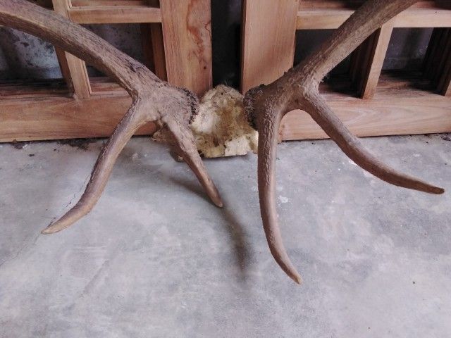 🏛🏛🏛.เอลก์ USA.ให้ติดต่อไลน์kaideeจะบล็อค. รูปที่ 8