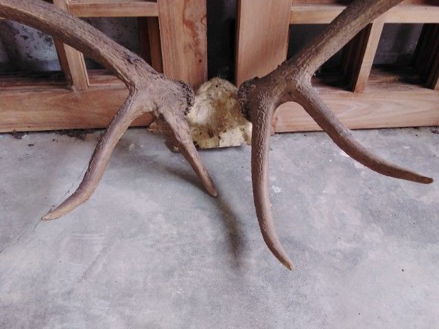 🏛🏛🏛.เอลก์ USA.ให้ติดต่อไลน์kaideeจะบล็อค. รูปที่ 3