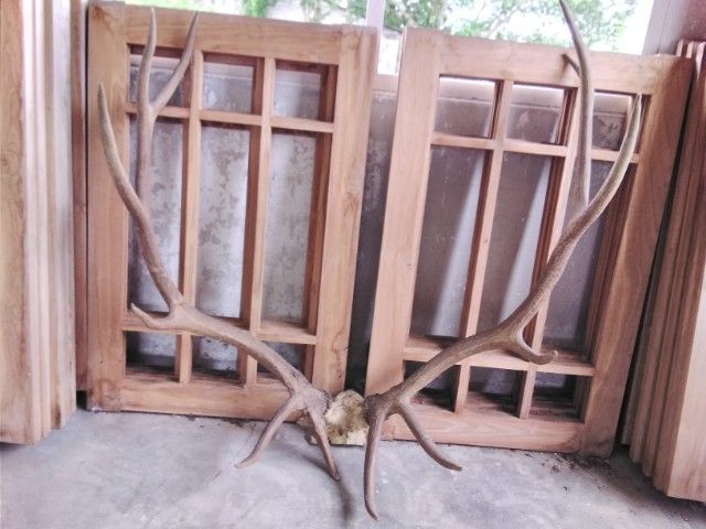 🏛🏛🏛.เอลก์ USA.ให้ติดต่อไลน์kaideeจะบล็อค. รูปที่ 13